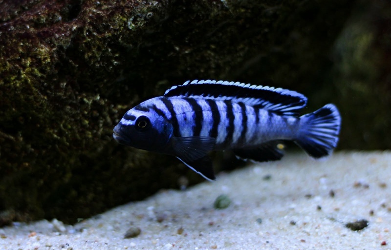Chindongo sp. 'elongatus ornatus' Likoma Island